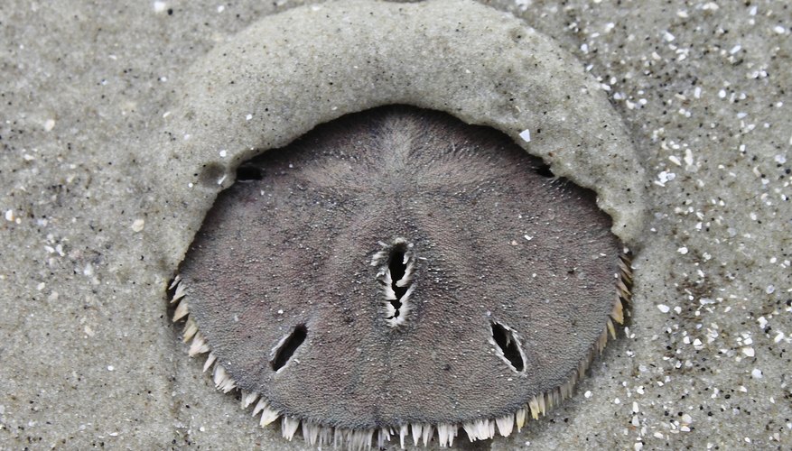 How to Find Sand Dollars at the Beach Sciencing