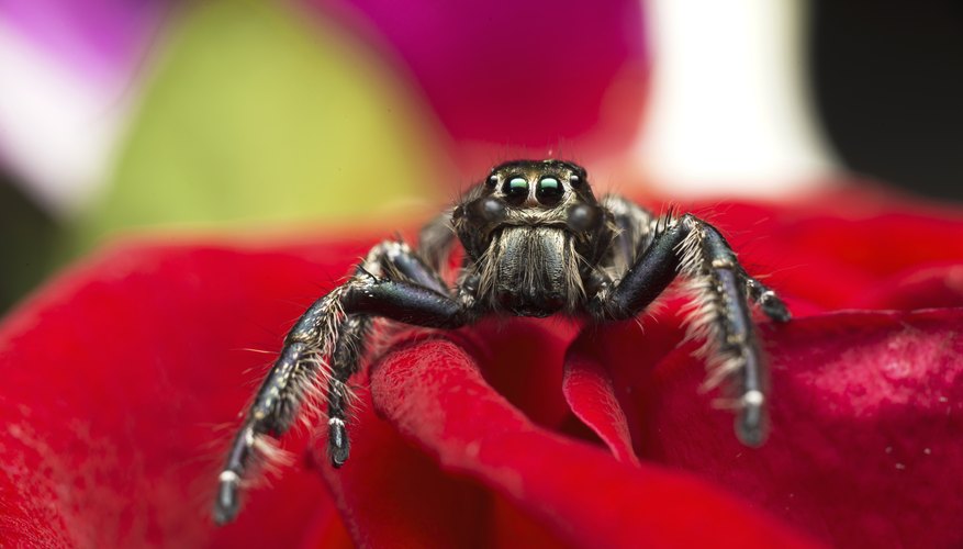 Jumping spiders do not spin webs. Jumping spiders do not spin webs.