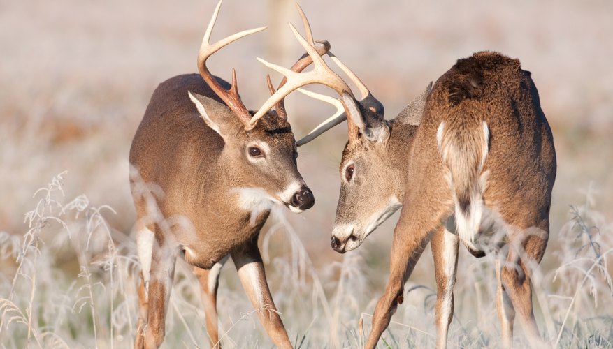 why-do-deer-lose-their-antlers-sciencing
