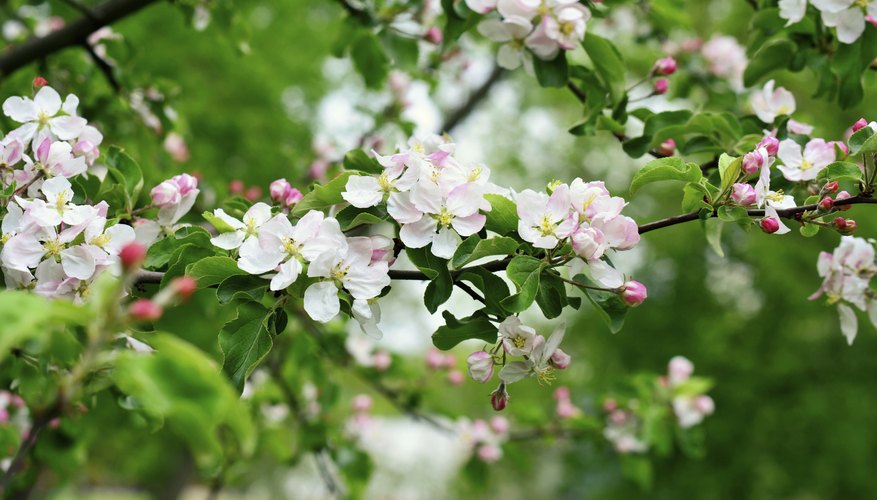 Apple tree blossom. Apple tree blossom.