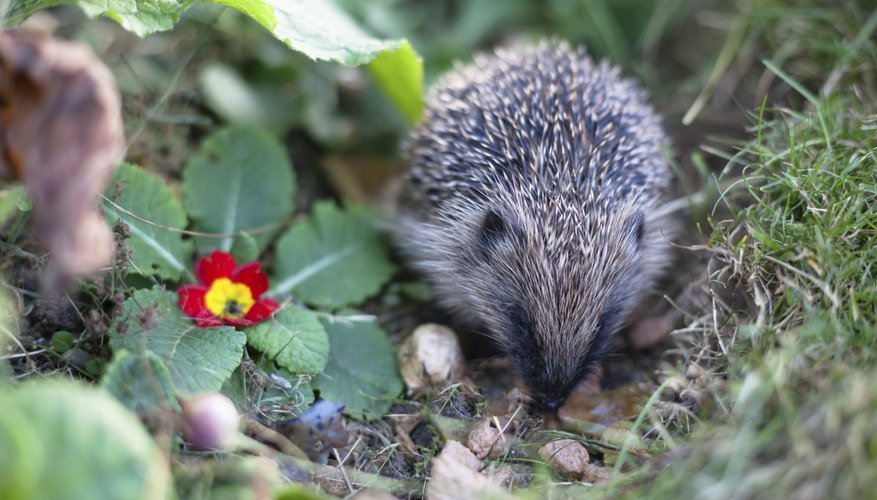 Hedgehog Adaptation Sciencing