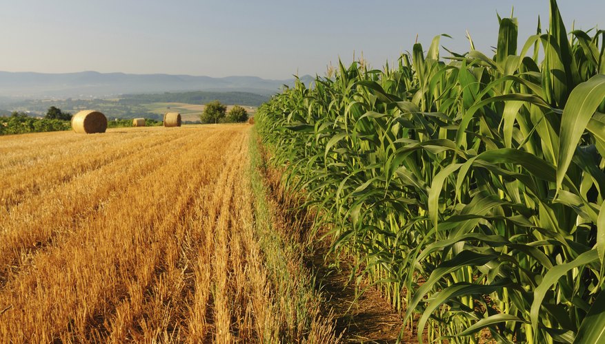 DNA is used in the genetic modification of plants. DNA is used in the genetic modification of plants.