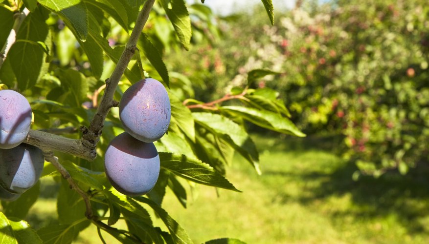 Plum trees grow in a sunny orchard. Plum trees grow in a sunny orchard.