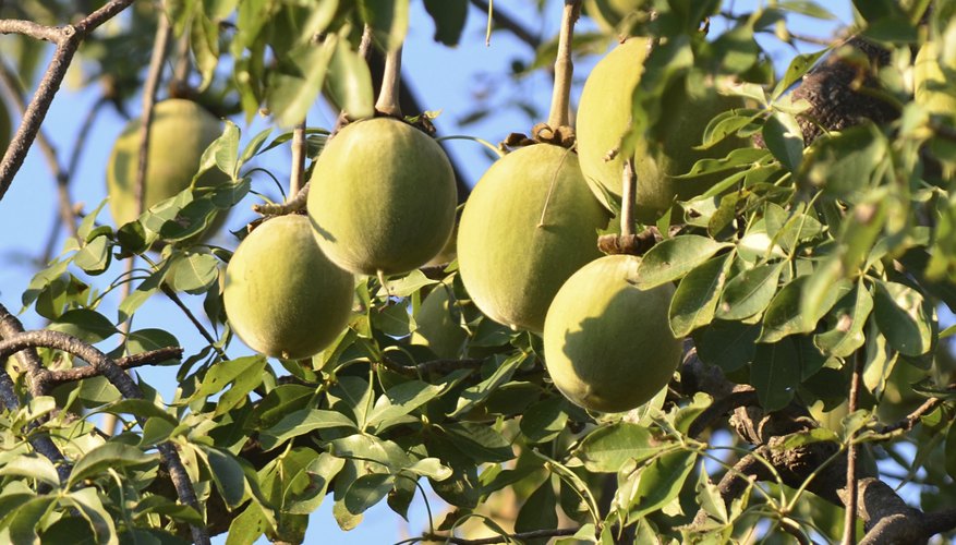 Baobab fruit Baobab fruit