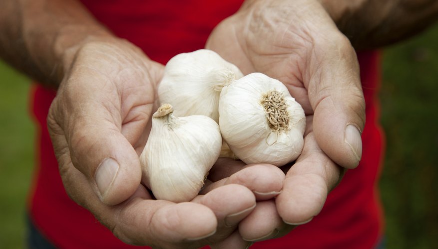 Planting early helps to ensure a good garlic harvest. Planting early helps to ensure a good garlic harvest.