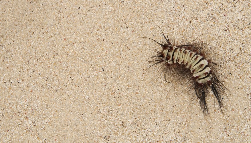 Hairy tussock caterpillar. Hairy tussock caterpillar.