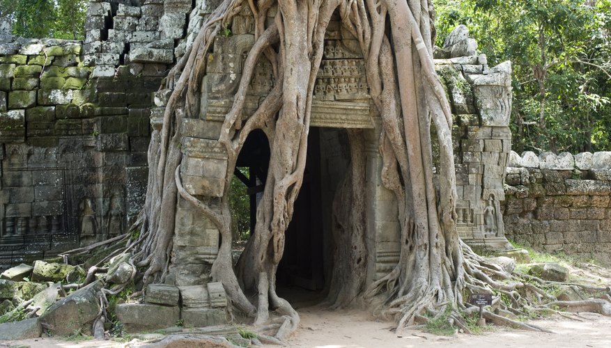 A strangler fig tree grows over the entrance of an ancient temple. A strangler fig tree grows over the entrance of an ancient temple.