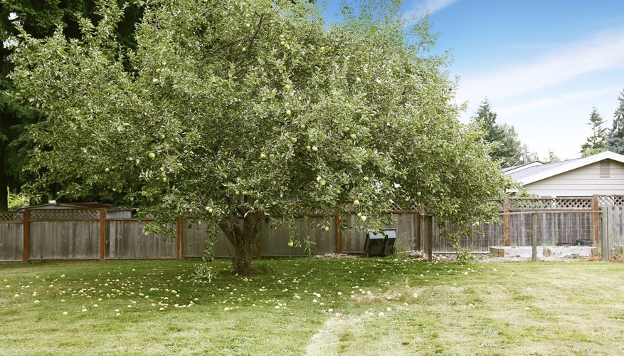 An apple tree growing in a backyard. An apple tree growing in a backyard.