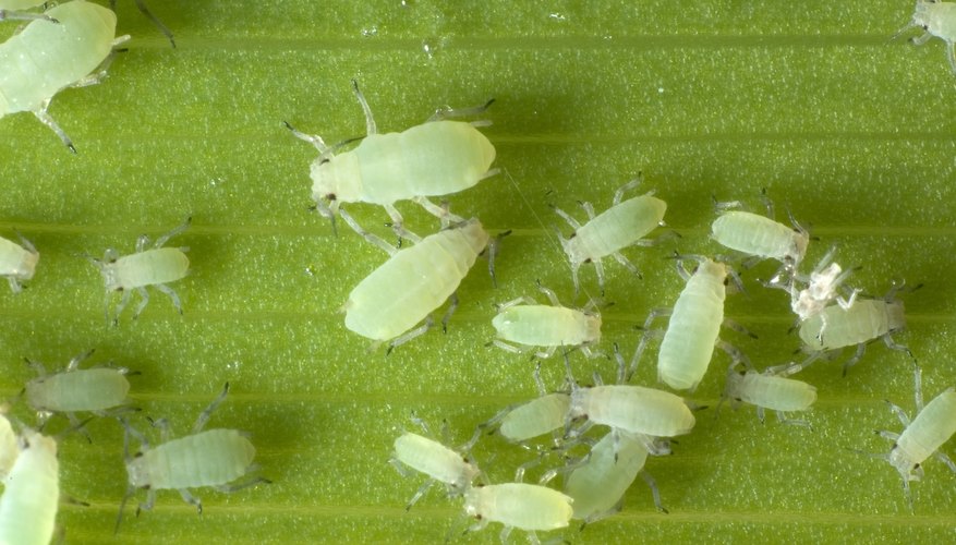 Green aphids on a leaf. Green aphids on a leaf.
