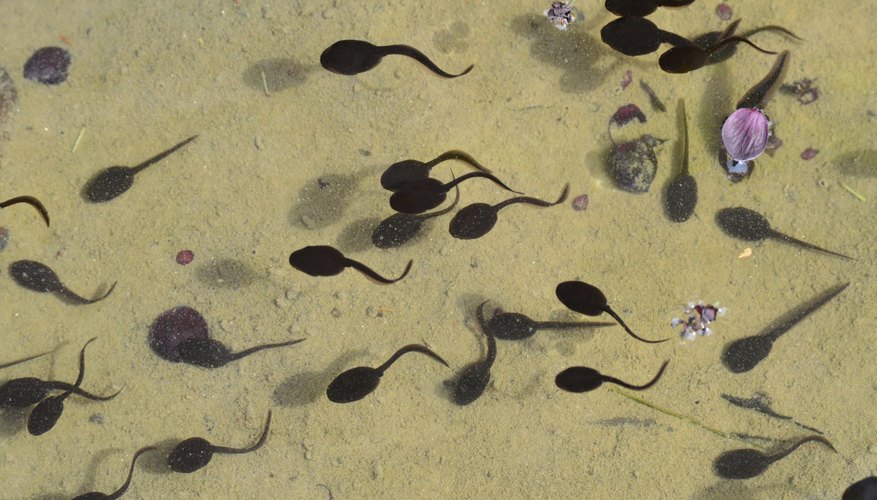A tadpole's body looks much like that of the frog it will become. A tadpole's body looks much like that of the frog it will become.