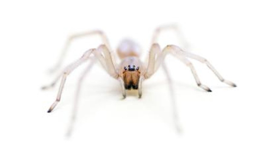 Long Legged Sac Spider Long Legged Sac Spider