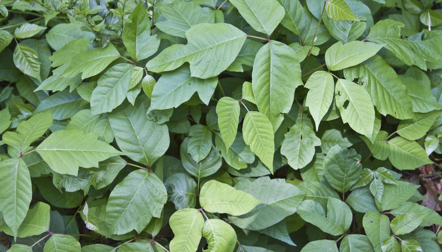 Poison ivy is primarily a threat to humans. Poison ivy is primarily a threat to humans.