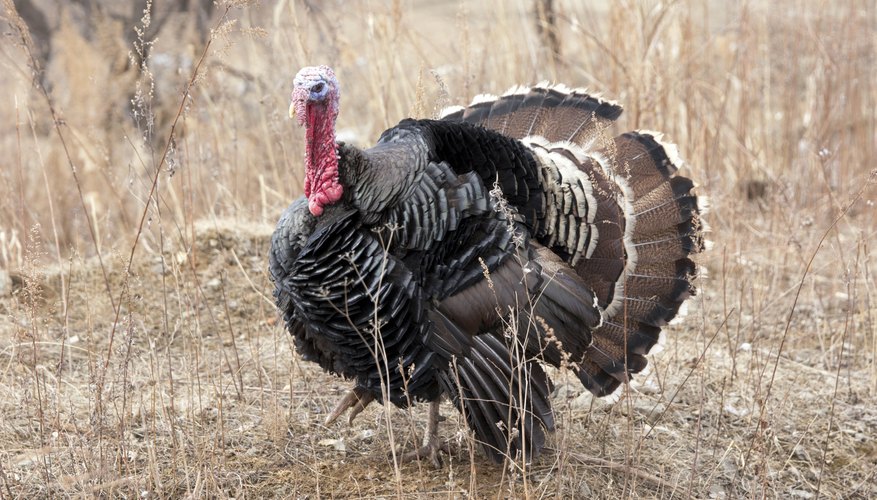 A turkey in a field. A turkey in a field.