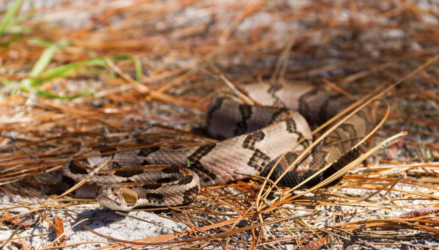 Canebrake rattlesnakes are associated with native U.S. bamboo stands. Canebrake rattlesnakes are associated with native U.S. bamboo stands.