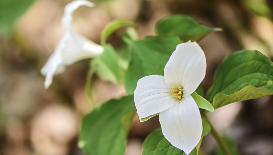 Plants that live in the deciduous forest information