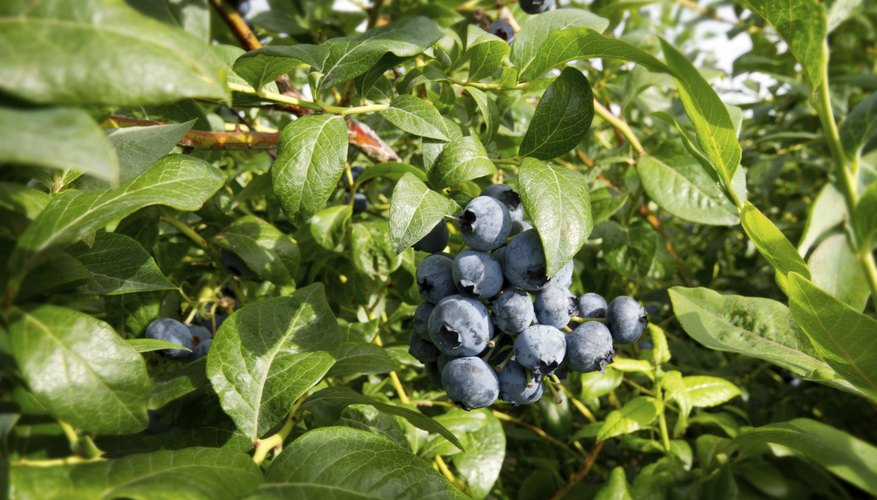 Typically, blueberry plants suffer from fewer diseases than other fruits. Typically, blueberry plants suffer from fewer diseases than other fruits.