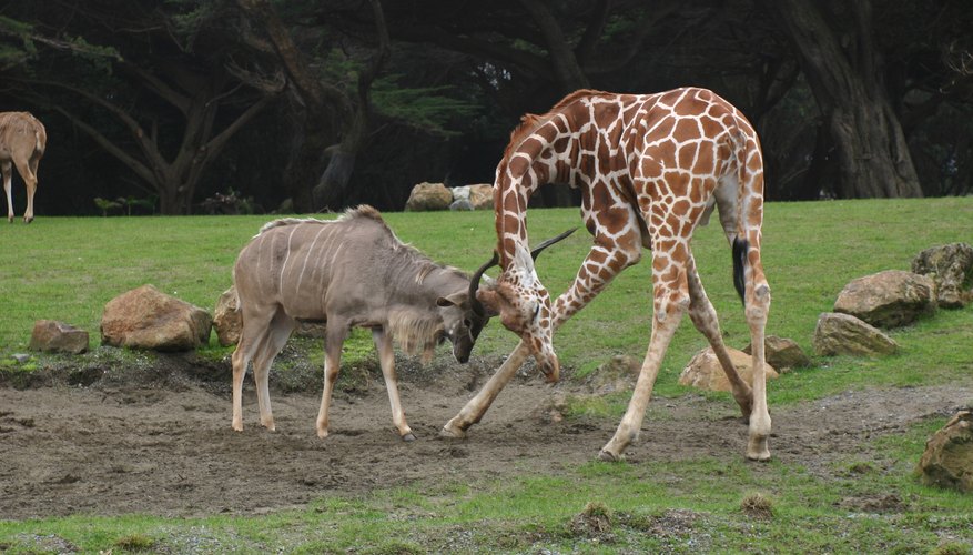 A giraffe is a formidable opponent in a fight. A giraffe is a formidable opponent in a fight.