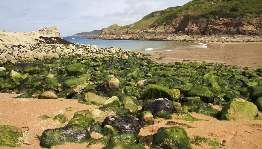 Algae growing on a rocky shore. Algae growing on a rocky shore.
