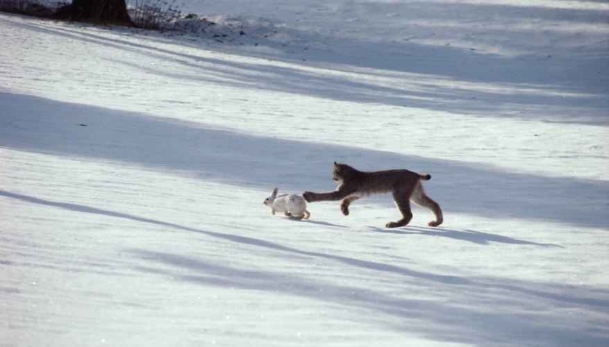 What Adaptations Does a Bobcat Have? | Sciencing