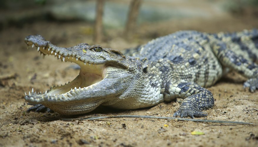 crocodile with mouth open crocodile with mouth open