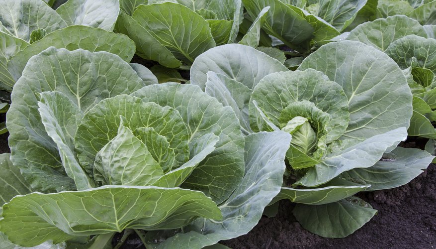 Cabbage plants growing in dirt Cabbage plants growing in dirt