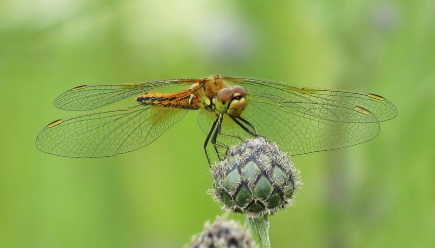 Dragonflies create sound energy during flight. Dragonflies create sound energy during flight.