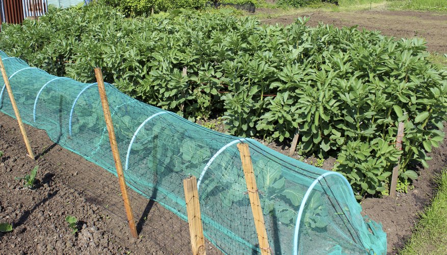 A thin net covering vegetables in a garden. A thin net covering vegetables in a garden.