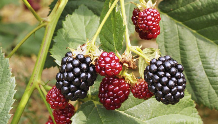 Blackberries growing on a bush. Blackberries growing on a bush.