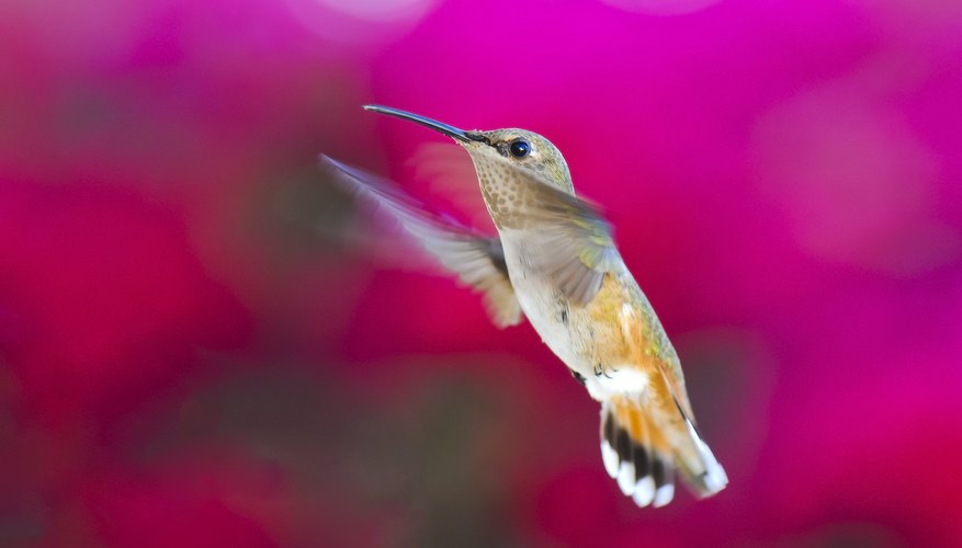 Flower mites hitch rides on hummingbirds. Flower mites hitch rides on hummingbirds.