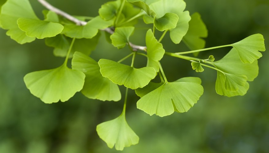 Maidenhair tree tolerates most soil types and air pollution. Maidenhair tree tolerates most soil types and air pollution.