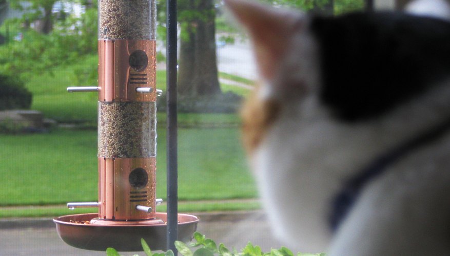 A cat watches a birdfeeder from inside a window. A cat watches a birdfeeder from inside a window.