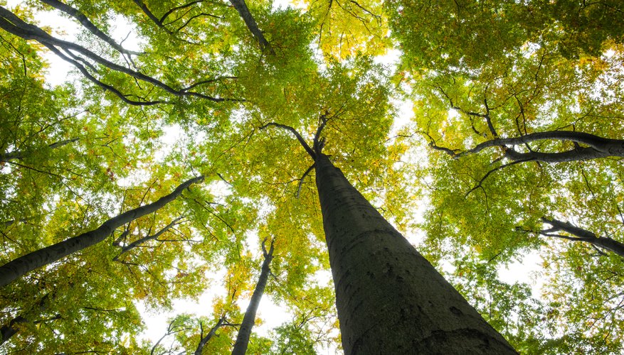 Tree height can be estimated by measuring shadows. Tree height can be estimated by measuring shadows.