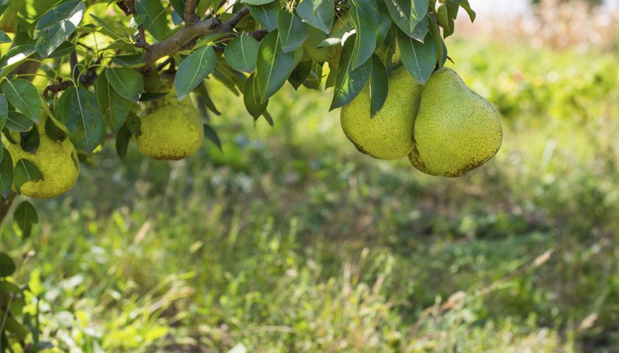 Closeup of fresh pears hanging from a tree branch. Closeup of fresh pears hanging from a tree branch.