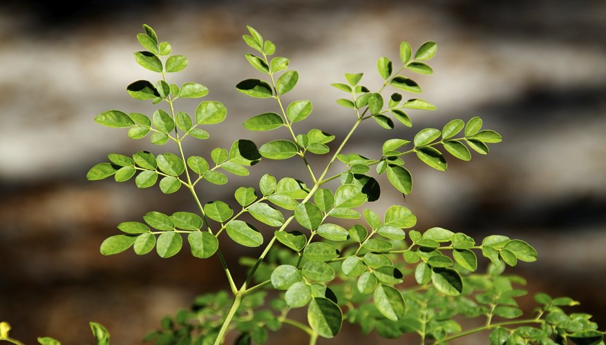 Malunggay are sometimes called moringa or Malunggay are sometimes called moringa or