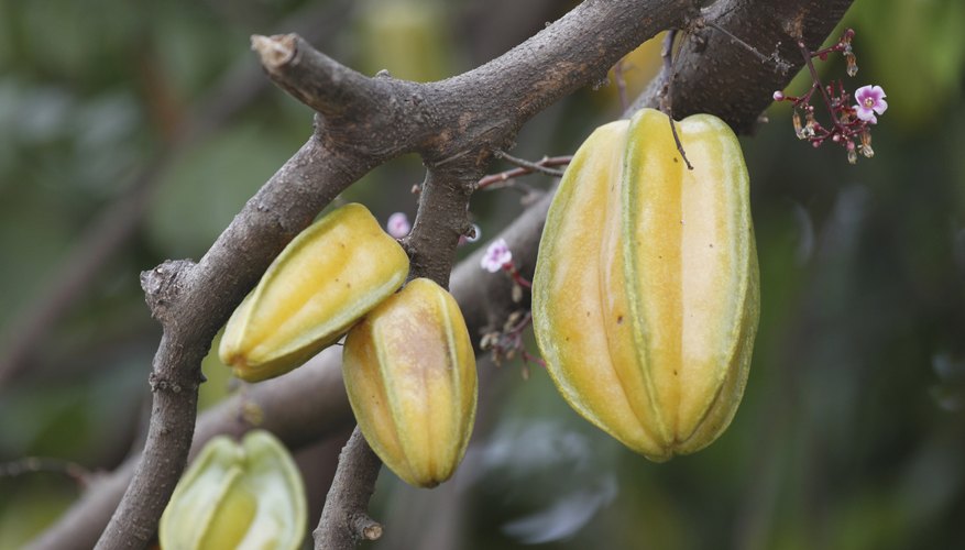 Star fruits growing on branches. Star fruits growing on branches.