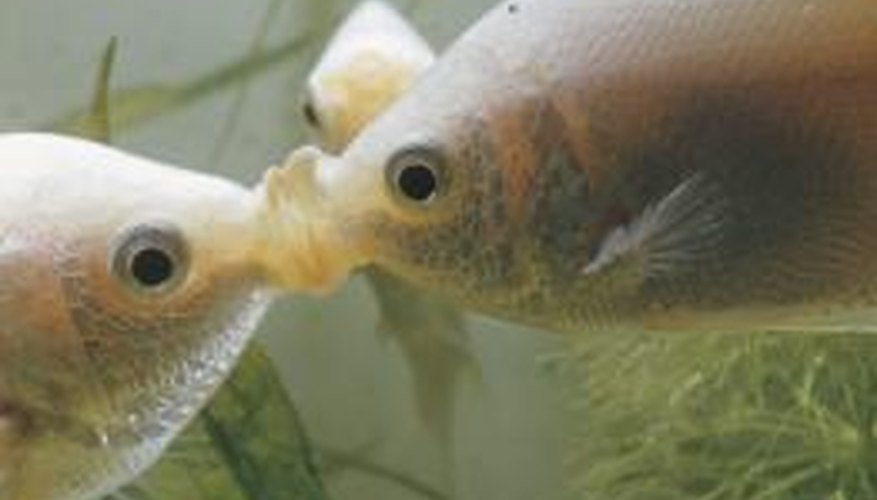 facts-about-pacu-fish-sciencing