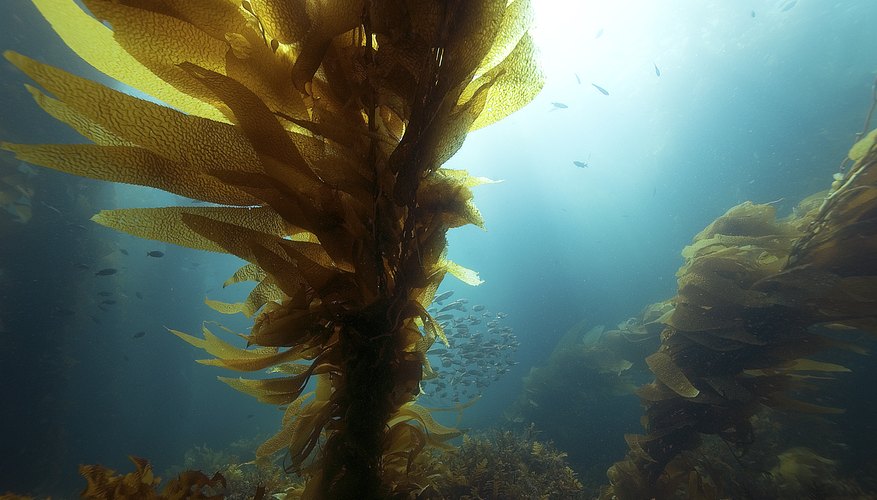 Sea Kelp Facts for Kids Sciencing