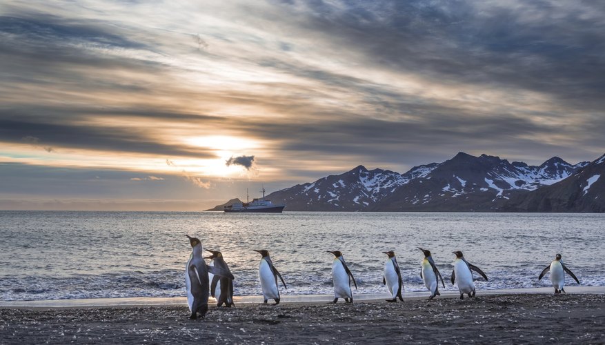 Image of South Georgia with penguins walking on beach. Image of South Georgia with penguins walking on beach.