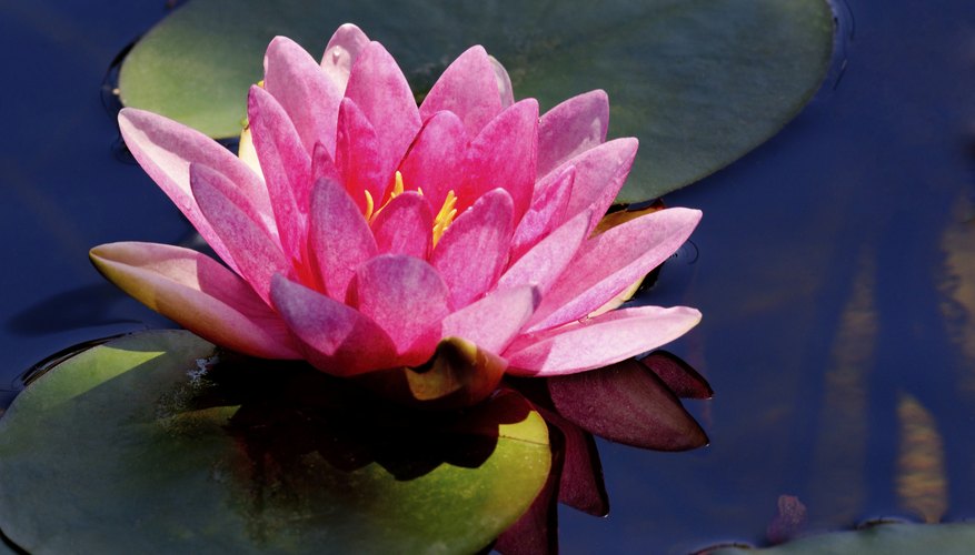 Water lilly Water lilly