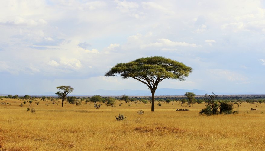 characteristics-of-grassland-biomes-sciencing