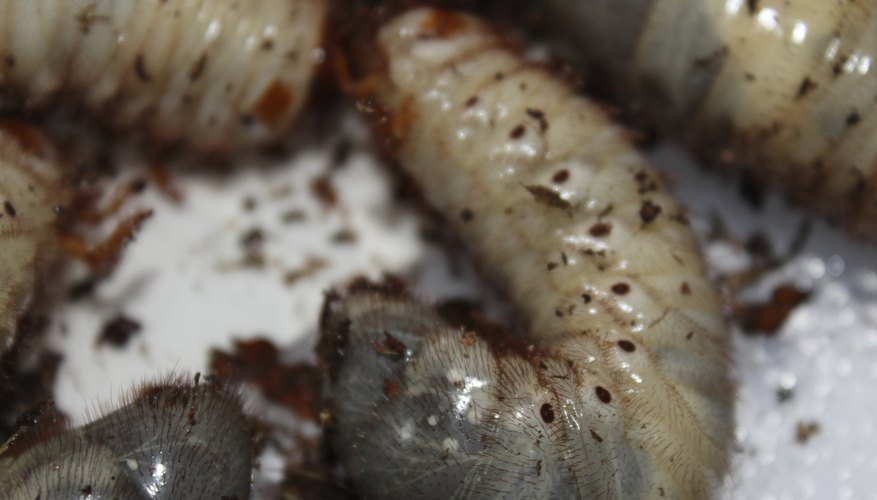 Close-up of grubs Close-up of grubs