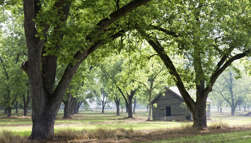 Orchard of pecan trees in rural Georgia Orchard of pecan trees in rural Georgia