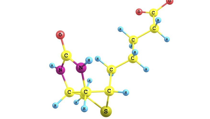Coenzymes are responsible for maintaining many processes in the body. Coenzymes are responsible for maintaining many processes in the body.