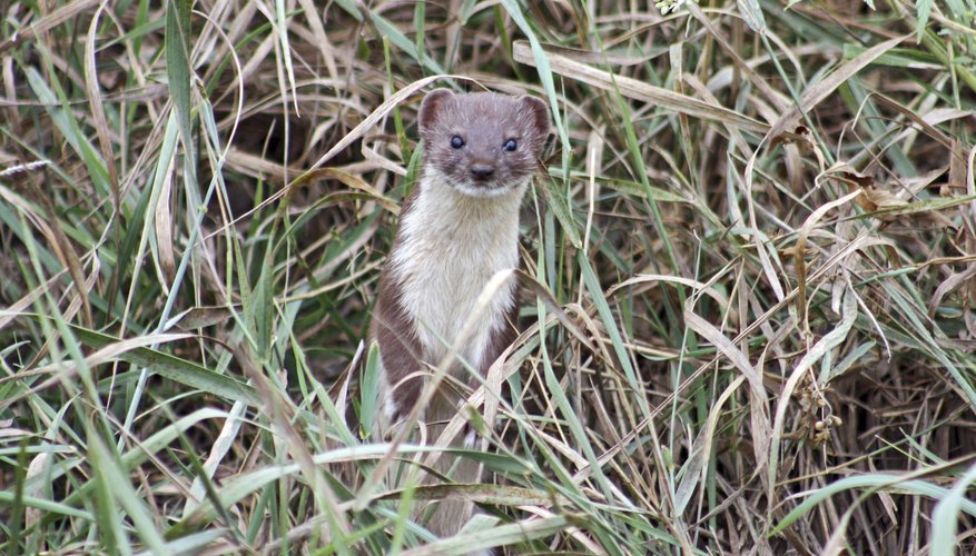 The long-tailed weasel is much lighter than the American mink. The long-tailed weasel is much lighter than the American mink.
