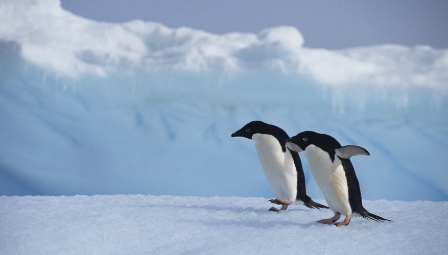 The high latitude area in the Southern Hemisphere is located between the Antarctic Circle and the South Pole. The high latitude area in the Southern Hemisphere is located between the Antarctic Circle and the South Pole.