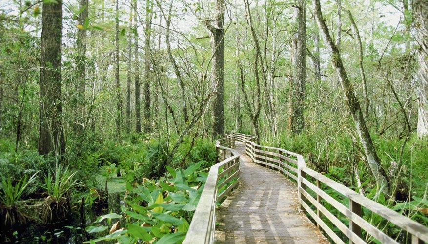 Bridge over swamp in forest Bridge over swamp in forest