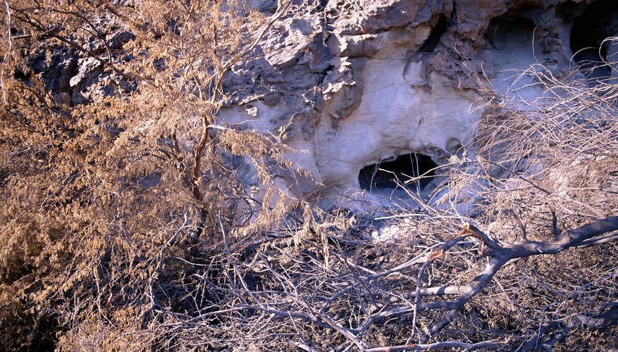 What Do Rattle Snake Dens Look Like? Sciencing