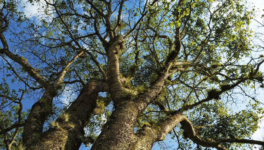 Kapok trees. Kapok trees.