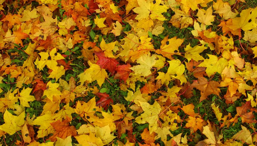 Photo Credit: Photos.com/Photos.com/Getty Images Different colors of leaves are an example of a scavenger hunt item.
