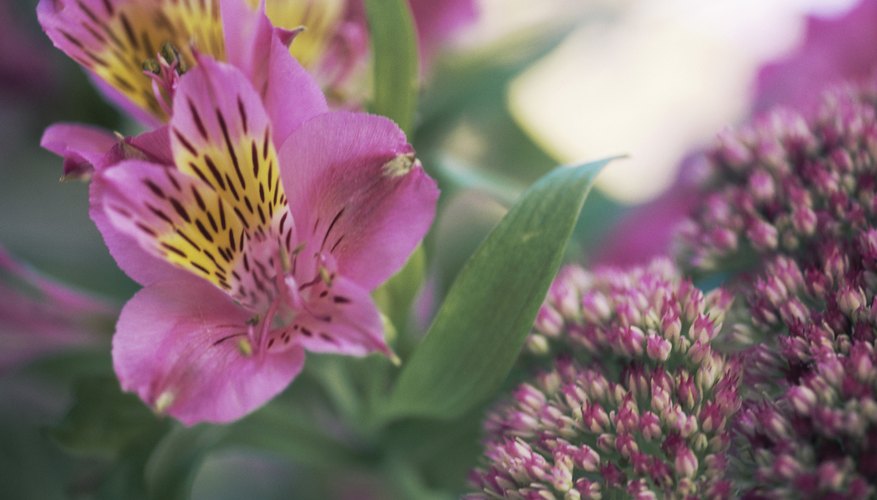 Alstroemeria plant in full bloom Alstroemeria plant in full bloom
